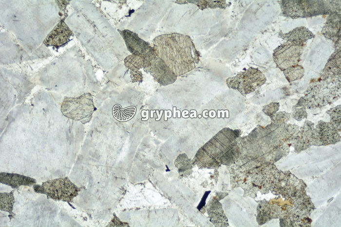 Gabbro LPNA x6,3 - gryphea.com